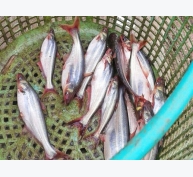 Độc tố tăng nguy cơ nhiễm bệnh trên cá da trơn