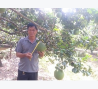 Nông dân Bến Tre làm giàu từ cây bưởi da xanh VietGap