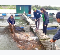 Hướng dẫn đảm bảo an toàn cho nuôi cá trong mùa lũ