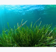 Thay thế 75% dầu cá bằng tảo trong thức ăn của tôm