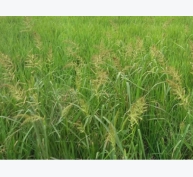 Phòng trừ cỏ dại cho lúa gieo sạ vụ Đông Xuân