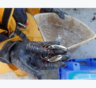Nghiên cứu cho thấy tôm hùm có thể được nuôi trồng từ các trang trại chăn nuôi cá hồi