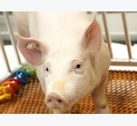 2020 - Năm đột phá về nghiên cứu lợn biến đổi gen