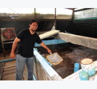 Thử nghiệm nuôi tôm trong bể xi măng tại Indonesia