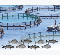 Hướng dẫn thủ tục và phương pháp thực hành dành cho nghiên cứu nuôi trồng thủy sản - Phần 3