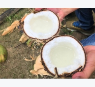 Nghiên cứu thành công máy đo tỷ lệ sáp trong trái dừa