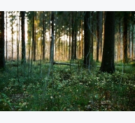 Kinh nghiệm phát triển rừng bền vững tại Phần Lan