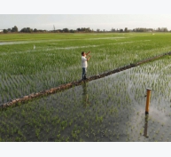 Tưới nước ngập khô xen kẽ cho lúa, nông dân vùng hạn ở ĐBSCL bớt lo
