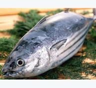 Xuất khẩu cá ngừ sang Úc tăng trưởng 3 con số