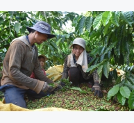 Khai thác chuỗi giá trị sản xuất cà phê bền vững nhờ Dự án VnSat