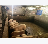 Hiệu quả mô hình chăn nuôi an toàn sinh học giống lợn địa phương (giống lợn Hương)