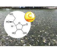 Vai trò và cách sử dụng Vitamin C trong nuôi trồng thủy sản