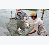 Hà Nội hỗ trợ chuyển đổi các mô hình nuôi trồng thủy sản theo hướng hữu cơ