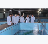 Mô hình nuôi tôm hùm trong bể thành công đầu tiên tại Việt Nam