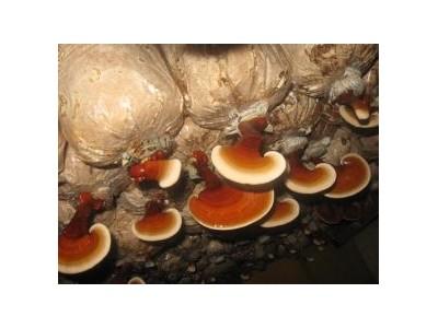 Công Nghệ Trồng Nấm Linh Chi ( Ganoderma Lucidum )