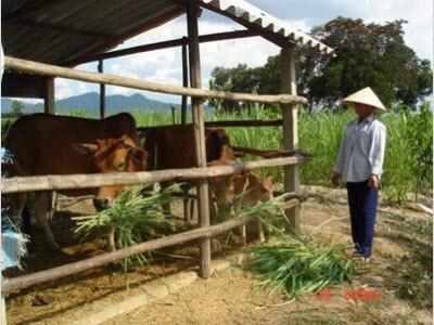 Kỹ Thuật Cho Bò Sinh Sản