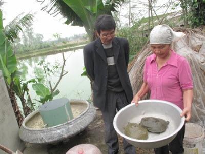 Cẩn Trọng Nuôi Ba Ba Ở Miền Bắc