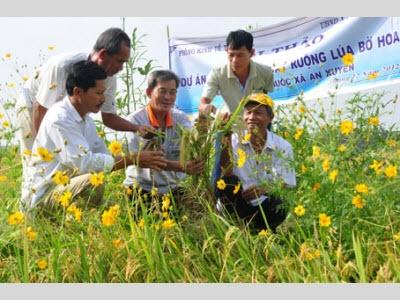 Thực Hiện Hiệu Quả Quy Trình Ruộng Lúa Bờ Hoa Ở Thành Phố Cà Mau