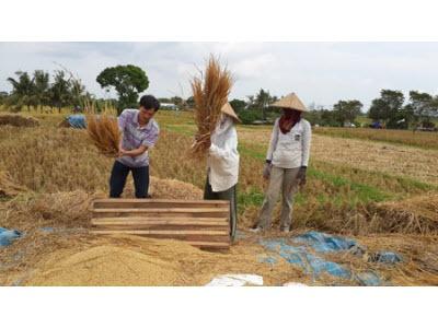 Sang Indonesia... Đập Lúa