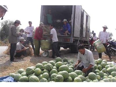 Dưa Hấu Long An Trúng Giá