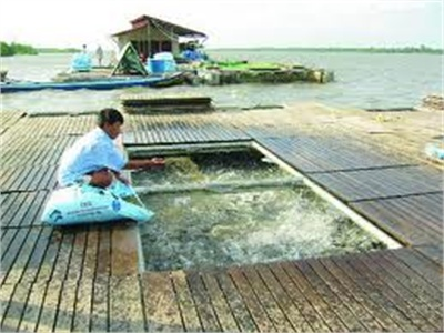 Đồng Bằng Sông Cửu Long Tăng Diện Tích Nuôi Trồng Thủy Sản Lên 800.000 Ha