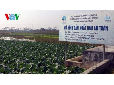9X trồng rau thủy canh sạch mỗi ngày thu 2 triệu đồng  Daklak24h