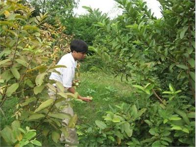 Trồng Ổi Xen Cam Hạn Chế Bệnh Greening