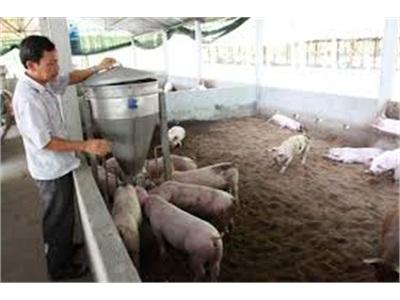 Huyện Nông Cống (Thanh Hóa) Có Hơn 200 Hộ Sử Dụng Đệm Lót Sinh Học Trong Chăn Nuôi