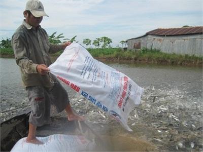 Thuế Tăng, Giá Cá Tra Nguyên Liệu Vẫn Ổn Định