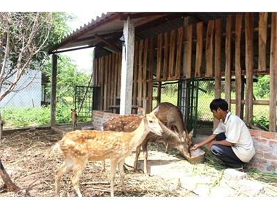 Sơn Tịnh (Quảng Ngãi) Triển Vọng Nghề Nuôi Hươu