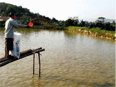 Lào Cai Năm 2014, Sản Lượng Thủy Sản Đạt 5.700 Tấn
