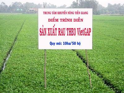 Sản Xuất Rau Chứng Nhận VietGAP Hiệu Quả Bền Vững