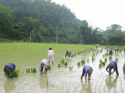 Tập Trung Cấy Xong Trong Tháng 2