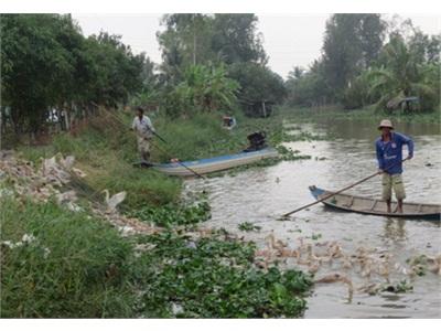 Nghề Nuôi Vịt Chạy Đồng