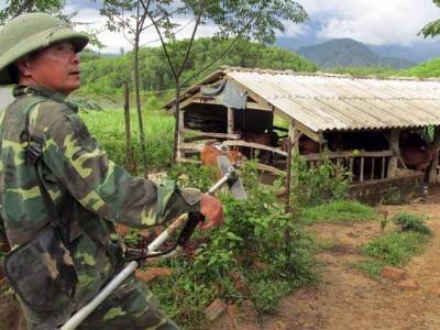 Làm giàu nhờ rừng lãi ròng trăm triệu mỗi năm