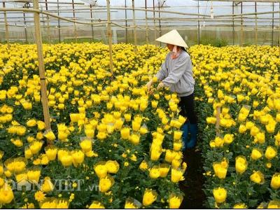 Làng hoa thứ 4 được công nhân làng nghề truyền thống ở Đà Lạt