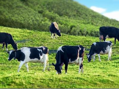 Nghiên cứu các gien kháng kháng sinh qua phân bò sữa