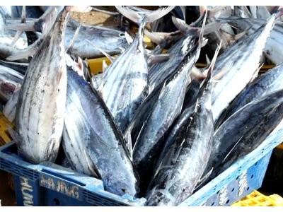 Sản xuất cá ngừ theo chuỗi giá trị khó khăn về vốn và đa dạng hoá thị trường