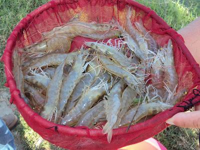 Genetics key to maximum growth rate for shrimp