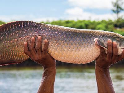 Pirarucu culture in the Brazilian Amazon