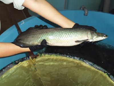 Soy-based feeds evaluated for production of Amazonian paiche