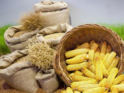 7 tips to replace wheat for corn in broiler formulas