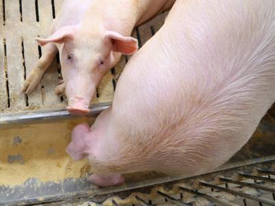 Pig feed middlemen dislike Smithfields farm-direct buys