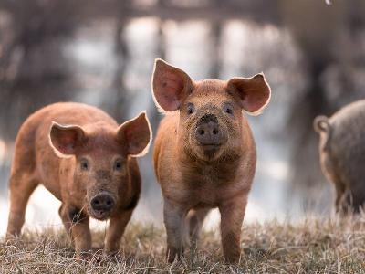 US pig industry puzzled by Senecavirus A spike