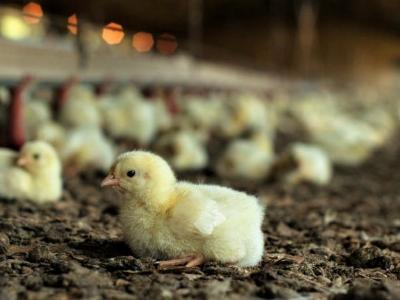 To prevent avian flu, Brazil bans farm visits