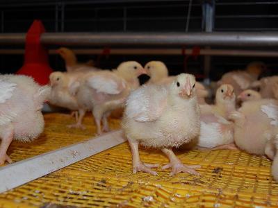Should US, EU growers ignore cage housing for broilers?