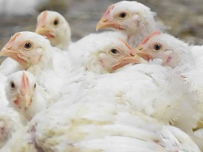 15 details needed in poultry veterinary feed directive