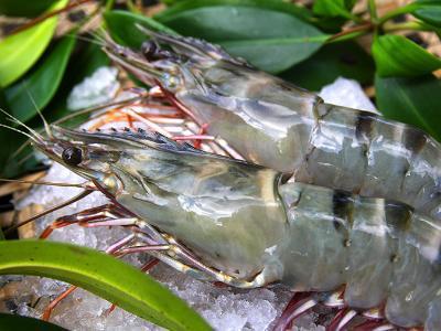 From forest to plate, a shrimp redefining farmed