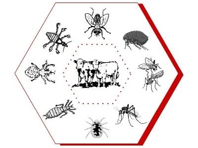 Diseases of Cattle: External parasites