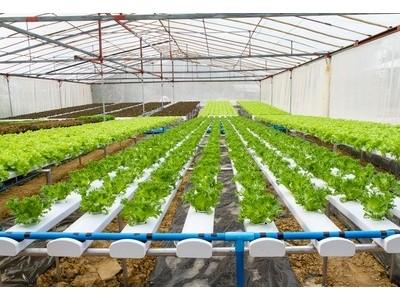 Planting density of various vegetable crops in hydroponic systems